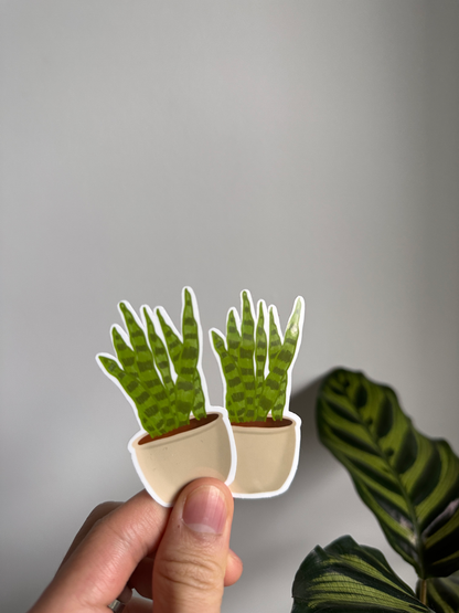 Snake Plant