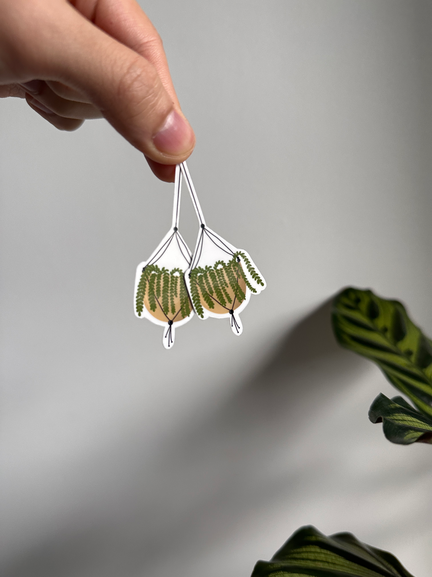 Hanging Plant