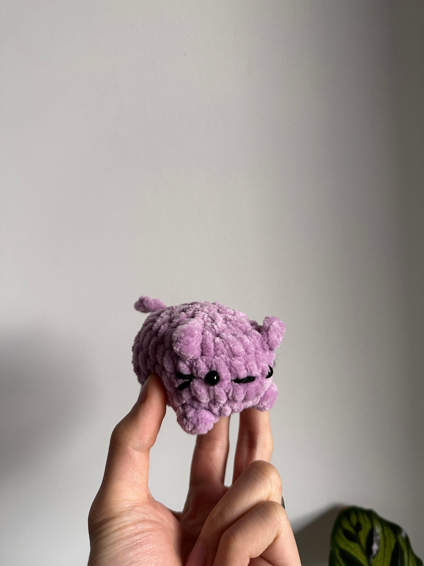 Kitty