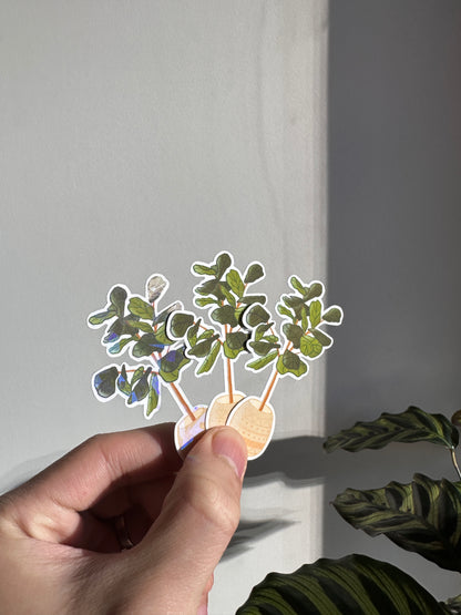 Fiddle Leaf Fig