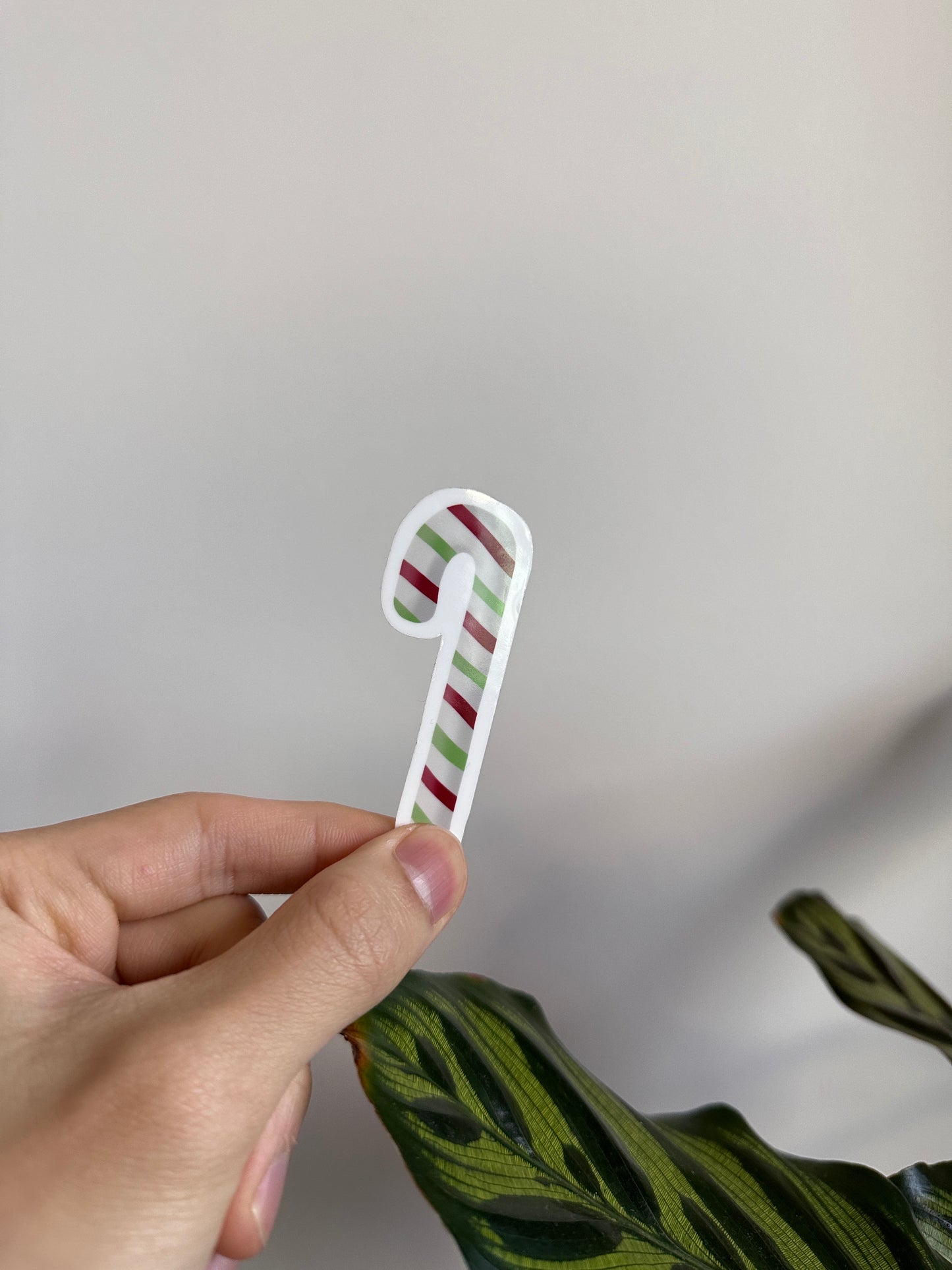 Candy Cane Mint